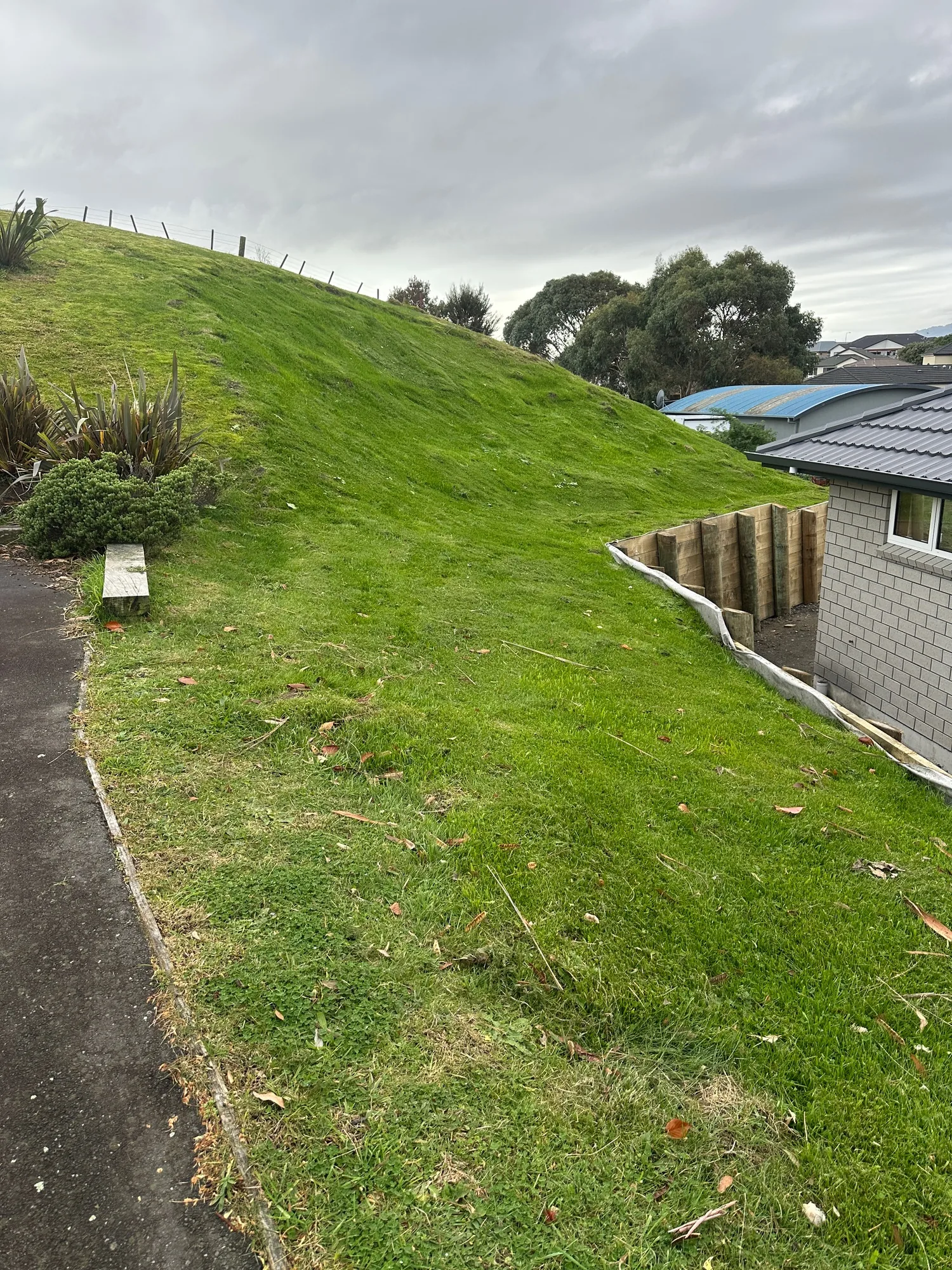 Dune slope after hydroseed sand stabilisation