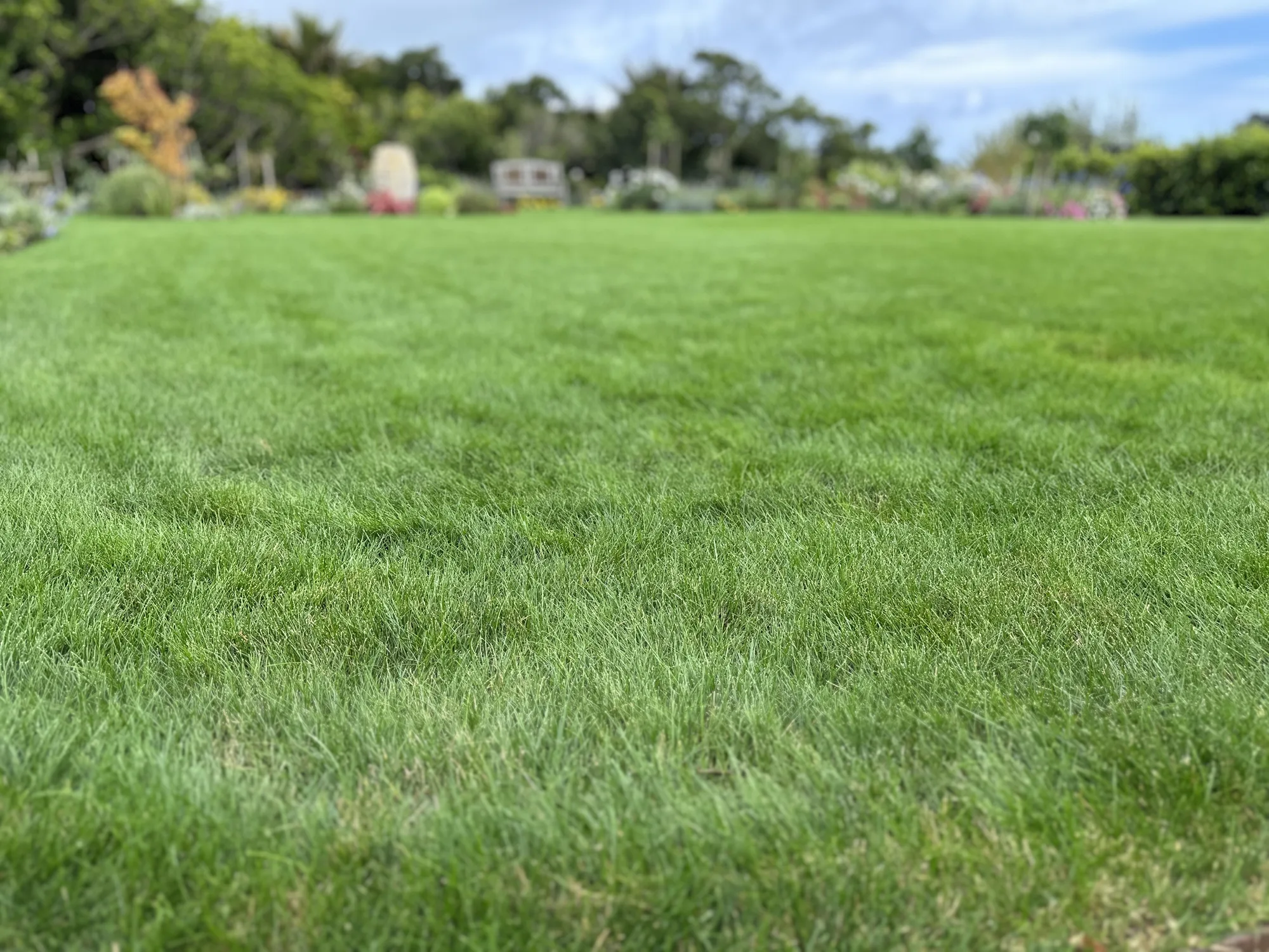 Fine fescue lawn 2023