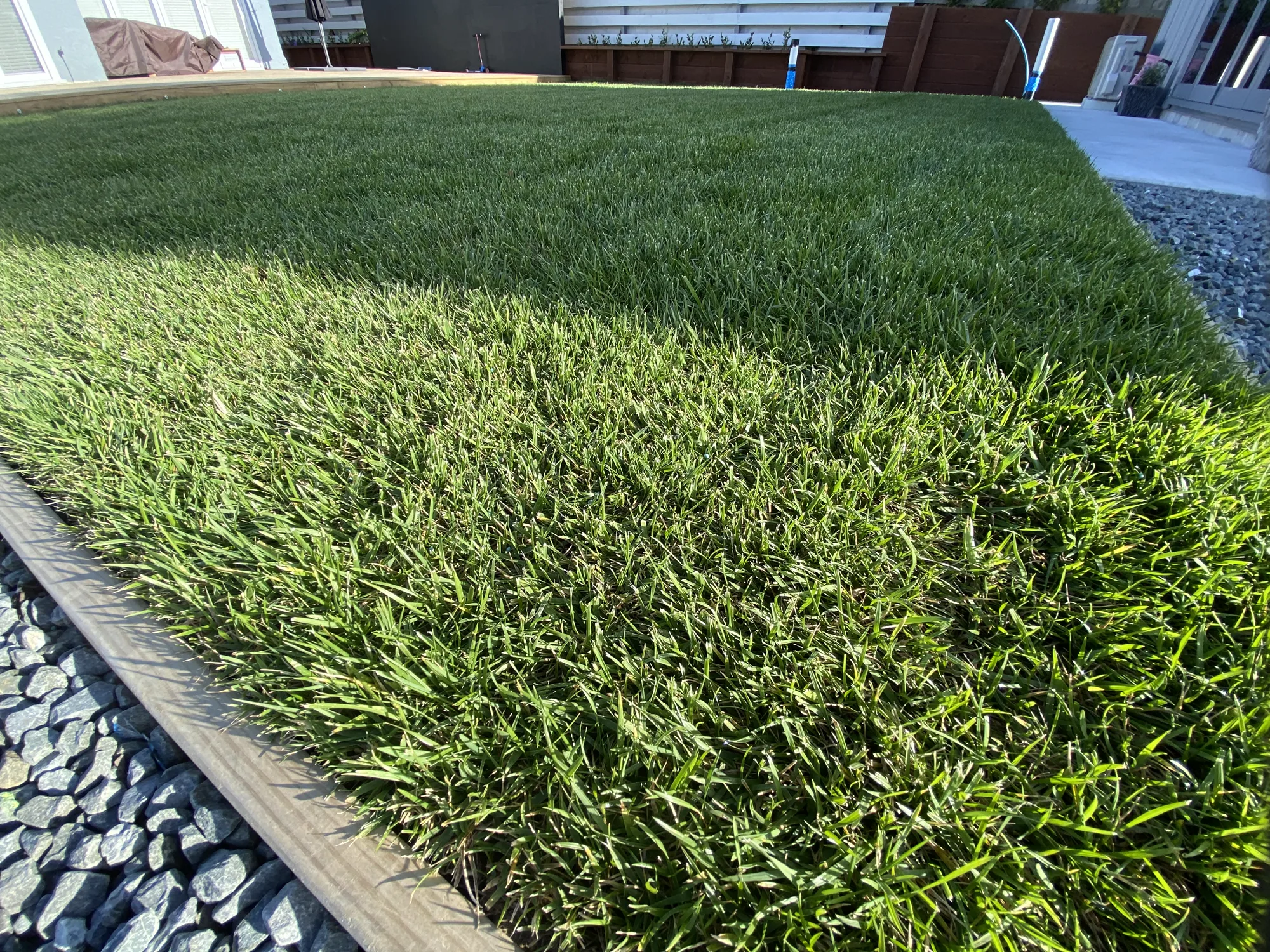 Tall fescue turf close up